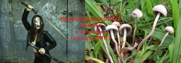 прущие грибы Сосновый Бор